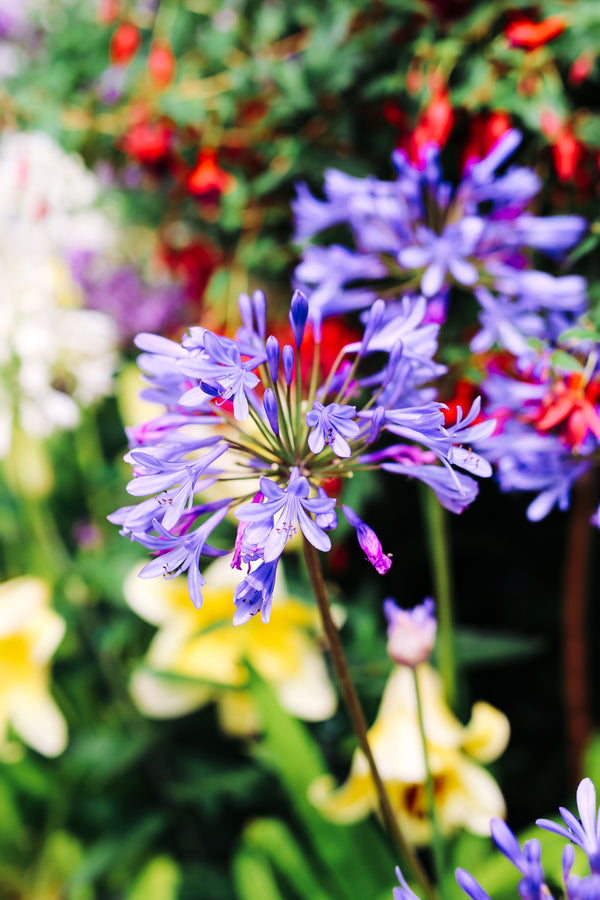 Oh, You Pretty Things: The Newport Flower Show