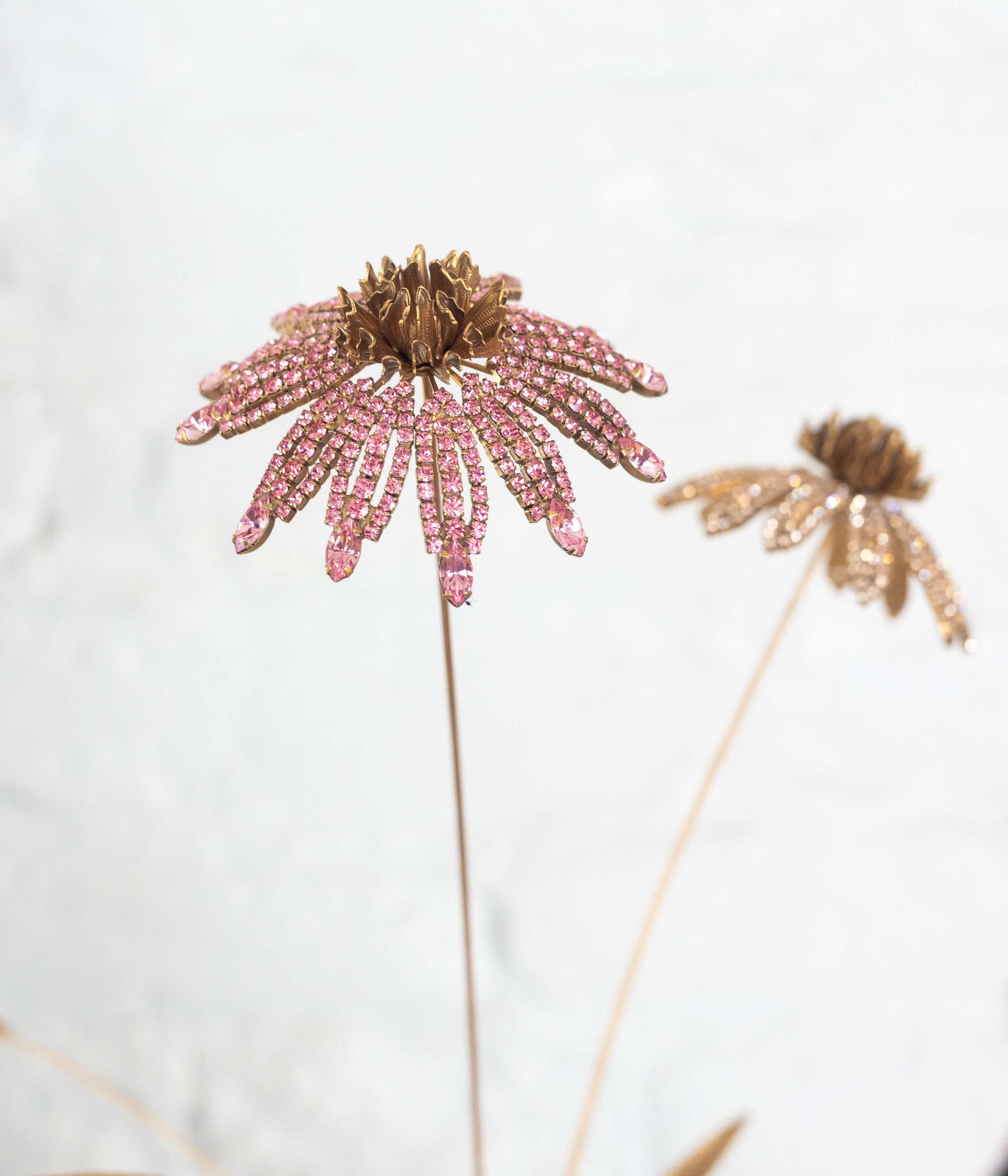 Cone Flower Specimen
