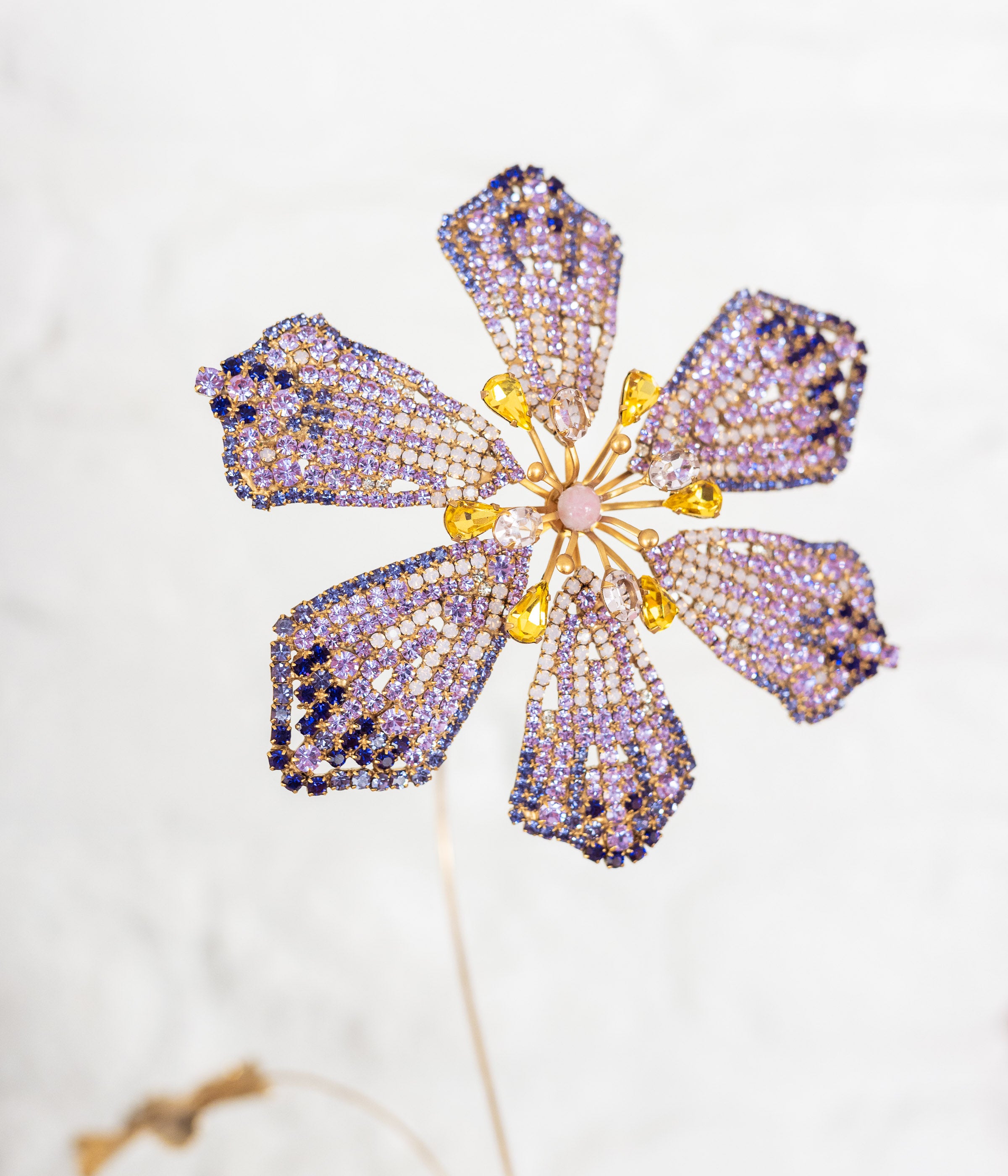 Clematis Flower Specimen